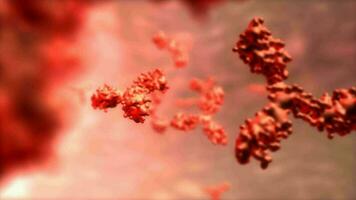 t Zelle von Mensch Antikörper, mikroskopisch. video