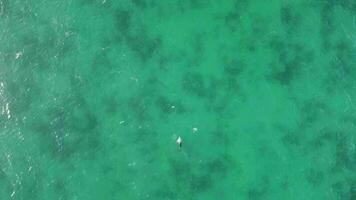 vaina de delfines nadando un perlubia playa video