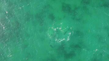Pod of dolphins of Bunda Cliffs video