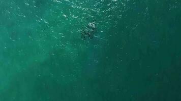 vaina de delfines de bunda acantilados video