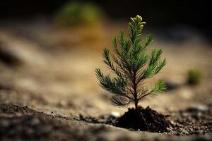 Young pine tree seedling illustration photo