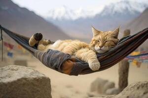 A bored cat sleeping on a hammock in front of the himalaya illustration photo