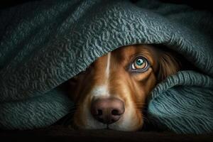 dog nose emerging from blanket illustration photo