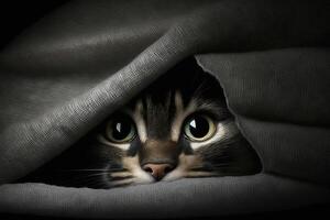 cat nose emerging from blanket illustration photo