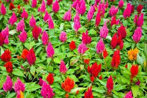 vistoso celosia plumosa o pampa penacho celosia flores floreciente en el jardín amarillo flores foto