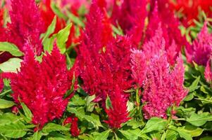 vistoso celosia plumosa o pampa penacho celosia flores floreciente en el jardín amarillo flores foto