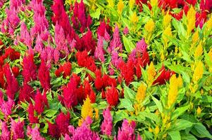 vistoso celosia plumosa o pampa penacho celosia flores floreciente en el jardín amarillo flores foto