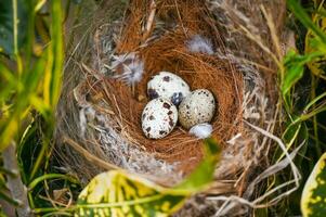 pájaro nido en árbol rama con Tres huevos adentro, pájaro huevos en aves nido y pluma en verano bosque , huevos Pascua de Resurrección concepto foto