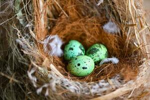 bird nest on tree branch with three eggs inside, bird eggs on birds nest and feather in summer forest , eggs easter concept photo