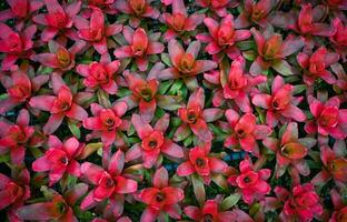 Bromeliad garden colorful of leaves  bromeliad flower blooming in nursery farm plant green house background , Aechmea fasciata photo