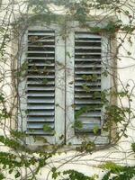 Green ivy plants on window photo