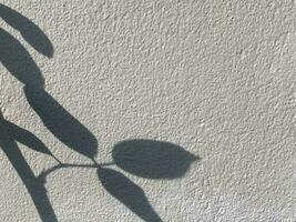 Leaves shadow background on concrete wall texture, leaves tree branches shade with sunlight photo