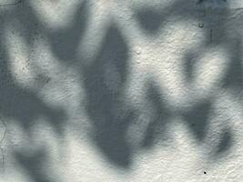 Leaves shadow background on concrete wall texture, leaves tree branches shade with sunlight photo