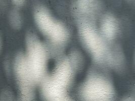 Leaves shadow background on concrete wall texture, leaves tree branches shade with sunlight photo