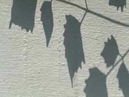 Leaves shadow background on concrete wall texture, leaves tree branches shade with sunlight photo