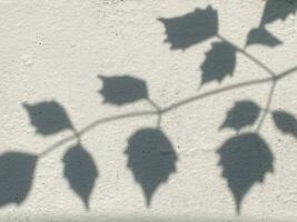 Shadow leaves on old wall background photo