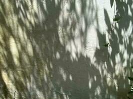 Leaves shadow background on concrete wall texture, leaves tree branches shade with sunlight photo