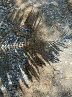 Leaves shadow background on concrete wall texture, leaves tree branches shade with sunlight photo