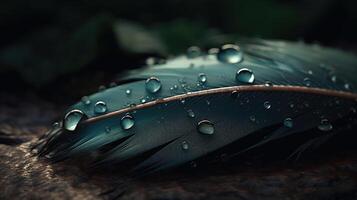 Feathers And Dew, Softness And Freshness Concepts, photo