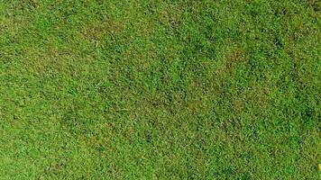 por encima de la vista de la hierba verde. Terreno de césped con diferentes tipos de hierba combinados. para el fondo y con textura. foto