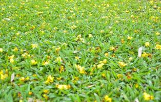 que cae flores en el verde césped en el parque, bangkok, Tailandia foto