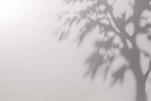 a shadow of a tree on a white wall. photo
