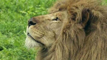 Masculin portrait Lion tête permanent sur le herbe video