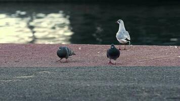 meeuwen en duiven landen Aan beton grond door de zee video