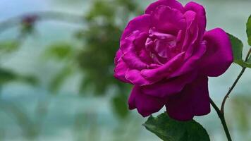 Rosa vermelho selvagem rosa oscilante dentro a vento imagens de vídeo. video