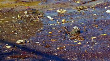 basura y basura plástica de color verde acumulada en la orilla del mar video