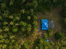 Aerial drone view of beautiful Palm trees jungle. Kood island, Thailand photo