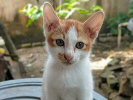 un linda y adorable gatito es sentado y mirando a el cámara foto