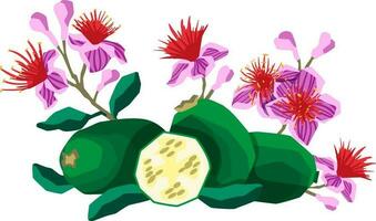 Vector illustration of feijoa fruits with flowers and leaves on white background flat style