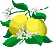 Flat style two whole yellow lemons on branch with flowers and green leaves on white background vector