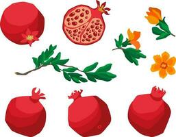 Flat style vector set of pomegranate fruits illustration with leaves and flowers on white background