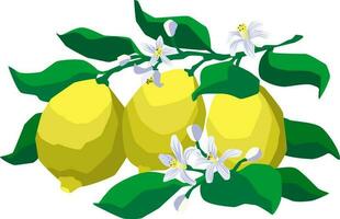 Flat style three whole yellow lemons with flowers and green leaves on white background vector