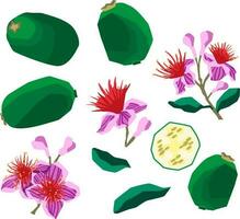 Vector illustration of feijoa fruit set with flowers and leaves on white background flat style