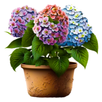 Hortensie eingetopft Pflanze png