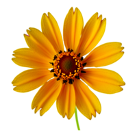 gele madeliefjebloem png