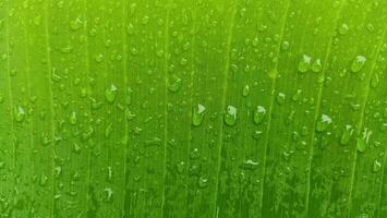 Green leaf with waterdrops after rain. Closeup background and texture. Green banana leaf photo