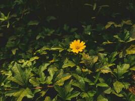 amarillo flor silvestre con verde antecedentes foto