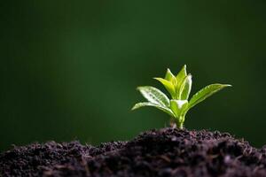 World Environment Day. Planting the seedlings into the soil. Idea of protecting the environment and reducing global warming. Symbol of spring, the beginning of forest, ecology concept. Earth day. photo