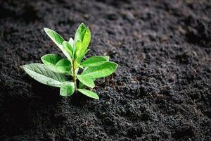 World Environment Day. Planting the seedlings into the soil. Idea of protecting the environment and reducing global warming. Symbol of spring, the beginning of forest, ecology concept. Earth day. photo