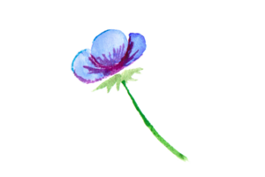 isolé aquarelle fleur. sauvage fleur, bleu camomille, dessin png