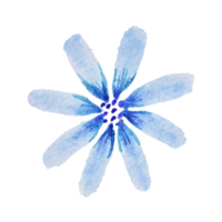 isolado aguarela margarida flor. selvagem flor, azul camomila, desenhando png