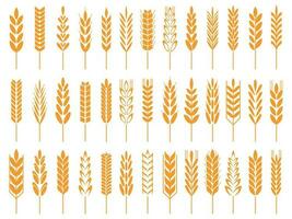 Wheat grain icons. Wheats bread logo, farm grains and rye stalk symbol isolated vector icon