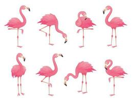 Exotic pink flamingos birds. Flamingo with rose feathers stand on one leg. Rosy plumage flam bird cartoon vector illustration