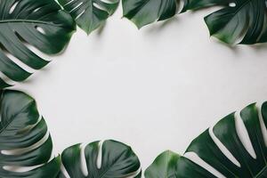 Green leaves monstera nature frame layout of tropical plant bush on white background. photo