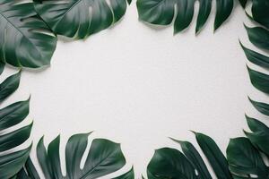 Green leaves monstera nature frame layout of tropical plant bush on white background. photo