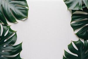 Green leaves monstera nature frame layout of tropical plant bush on white background. photo